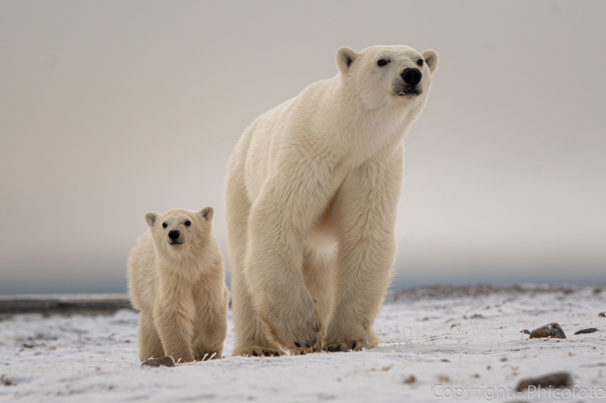 Reste avec moi Junior - Campbells